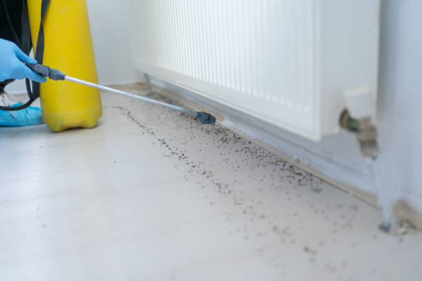 Best Flea Control Services  in Lula, GA